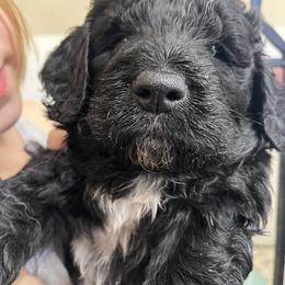 Krissy - Black female Pyredoodle puppy in Prescott, Washington from Washington Pyredoodles