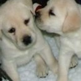 Labrador Retrievers from DNR Labrador Retrievers