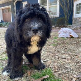 Thelma - Black and white Assorted Doodle Crosses puppy in Rocky Point, North Carolina from CelticDoods