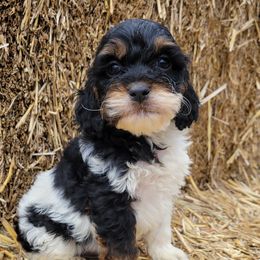 Cockapoos, Miniature Australian Shepherds, and Pembroke Welsh Corgis from B.E. Exotic