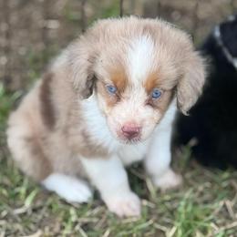 Theo - Red merle male Toy Australian Shepherd puppy in Ambrose, Georgia from Brandilyn's Aussies