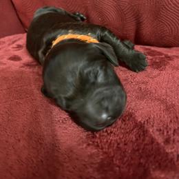 Boy 2 - Liver male Boykin Spaniel puppy in Stapleton, Alabama from Taensas Boykins