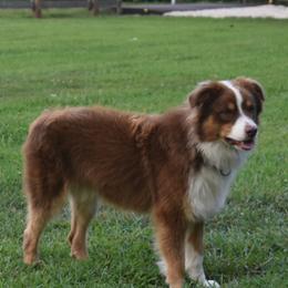 Knox - Australian Shepherd
