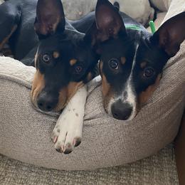 Rat Terrier Puppies from Hawthorne Terriers