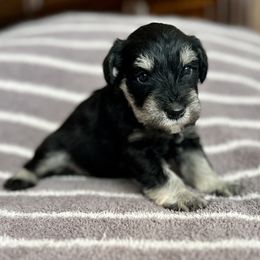 Blue Collar - Black and silver male Miniature Schnauzer puppy in Cypress, Texas from Rubybonnet Miniature Schnauzers