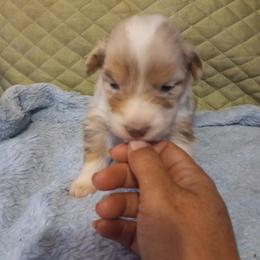 Boy 5 - Red merle Australian Shepherd puppy in Belleville, West Virginia from Chasitys Australian Shepherds