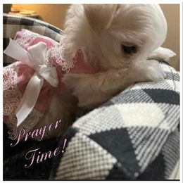 Maltese Puppies from Alpine Meadow Maltese