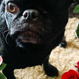 Pugs from Pugmawspugs
