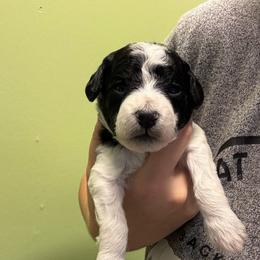Parti boy - Parti male Goldendoodle puppy in Maineville, Ohio from Danielle's Doodles