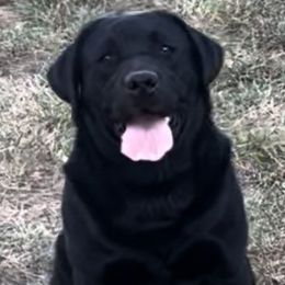 Remi - Labrador Retriever