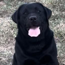 Remi - Labrador Retriever