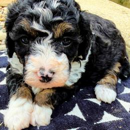 Bean - Tri-color female Bernedoodle puppy in Sherman, Illinois from Shirl Doodle Life