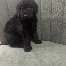 Goldendoodle Puppies from Southern Grace Acres