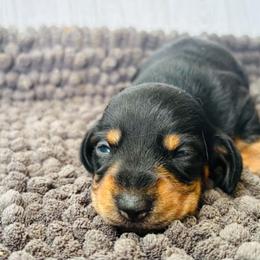 Leonard - Black and tan male Dachshund puppy in Greenup, Kentucky from Tygart Creek Dachshunds