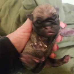 Boy 2 - Fawn male Pug puppy in Canterbury, Connecticut from Pug Palace Kennel