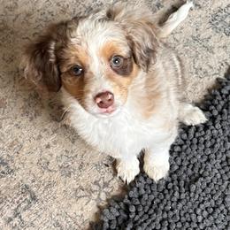 Red - male Australian Mountain Doodle puppy in Lincoln, Nebraska from GRand Doodles