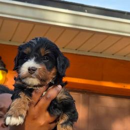 Pink collar - Tri-color female Bernedoodle puppy in Jacksonville, Florida from Haj Paj Bernedoodles