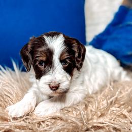 Odunze - Chocolate female Australian Labradoodle puppy in Decatur, Alabama from Southern Meadows Doodles