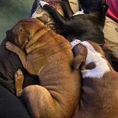 Staffordshire Bull Terriers from Rasstaff