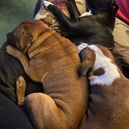 Staffordshire Bull Terriers from Rasstaff