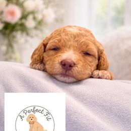 Dream - Apricot female Goldendoodle puppy in Lake Charles, Louisiana from Perfect Fit Poodles & Doodles