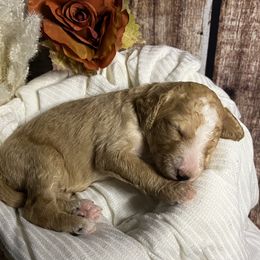 Goldendoodle Puppies from Zany Doodlez