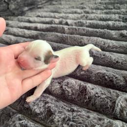 HL male 3 - Pink and slate male Chinese Crested puppy in Blue Earth, Minnesota from Ciao Bella Chinese Cresteds
