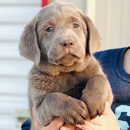 Dilute Retriever and Labrador Retriever Puppies from Hedge Lane Labradors