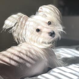 Nori  - Chinese Crested