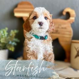 Starfish - Apricot female Goldendoodle puppy in Garden Grove, California from Sunkissed Doodles
