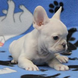 Platinum Boy - Cream male French Bulldog puppy in Tyler, Texas from Texas Top Notch Frechies