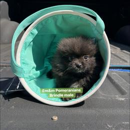 Tiny Brindle boy - Black and brindle male Pomeranian puppy in Kentucky from Em&M Pomeranians