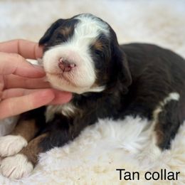 Moose Tracks - Tri-color male Bernedoodle puppy in Colorado Springs, Colorado from Mercy Mountain Bernedoodles
