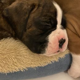 Boxer Puppies from Fineview Boxers