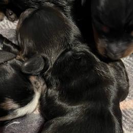 Raven - Black and tan female Dachshund puppy in Hermosa, South Dakota from Sassafras Dachshunds
