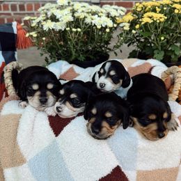 Dachshund puppies from Dixies Dachshunds