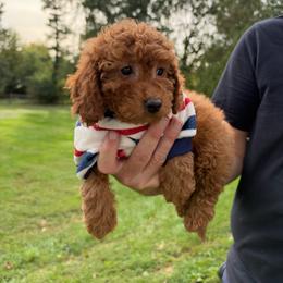 Asher - Red  male Goldendoodle puppy in Germantown, Maryland from Honey Blossom Doodles