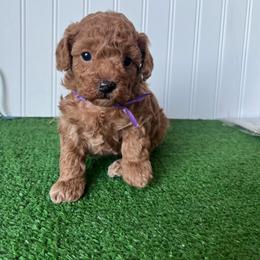 Miss Purple Collar - Red  female Poodle puppy in Springtown, Texas from North Texas Puppies