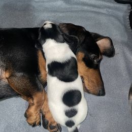 Dachshund Puppies from High Mountain Dachshunds