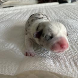 Cardigan Welsh Corgi puppies from Leather & Lace