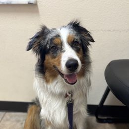 Bailey  - Australian Shepherd