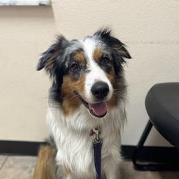 Bailey  - Australian Shepherd