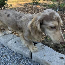 Brox - Dachshund