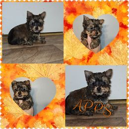 Sable Male(REDUCED) - Gold Yorkshire Terrier puppy in Wartburg, Tennessee from Amanda's Precious Pups