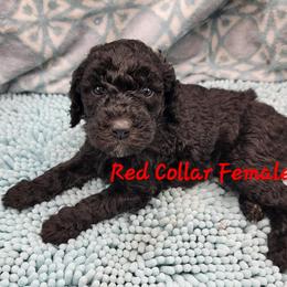 Poodle Puppies from Heather Niemotka
