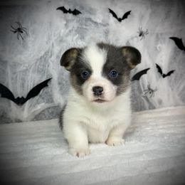 Girl 4 - Black and tan female Pembroke Welsh Corgi puppy in Surprise, Arizona from Ruff and Rowdy Corgis