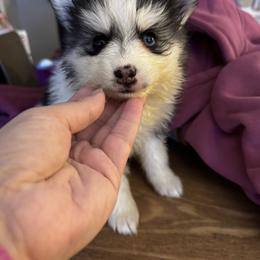 Girl 3 - Black and white female Pomsky puppy in Bolton, Connecticut from Elle Pomsky