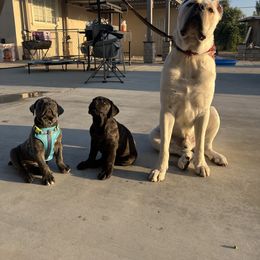 Cane Corso Puppies from 3Lake Kennelz