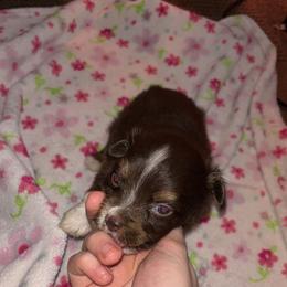 Minnie - Red tri female Toy Australian Shepherd puppy in Humansville, Missouri from Tater Tot aussies
