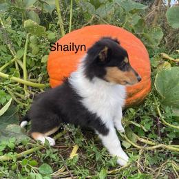Shailyn - Black white and tan female Collie puppy in Hinckley, Minnesota from Rusty Spur Collies